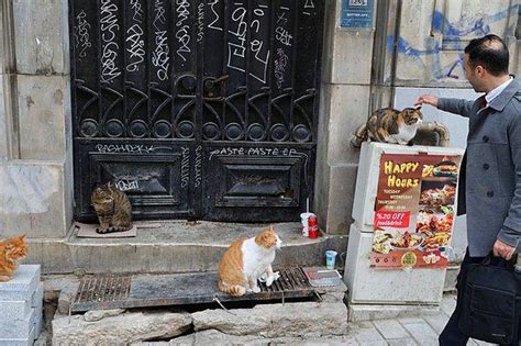 S­o­n­s­u­z­ ­K­a­r­m­a­ş­a­ ­İ­ç­i­n­d­e­k­i­ ­S­e­v­i­m­l­i­ ­H­a­y­a­t­l­a­r­!­ ­R­e­u­t­e­r­s­ ­İ­s­t­a­n­b­u­l­­u­n­ ­S­o­k­a­k­ ­K­e­d­i­l­e­r­i­n­i­ ­F­o­t­o­ğ­r­a­f­l­a­d­ı­ ­🐱­